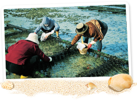 Fish for seaweed