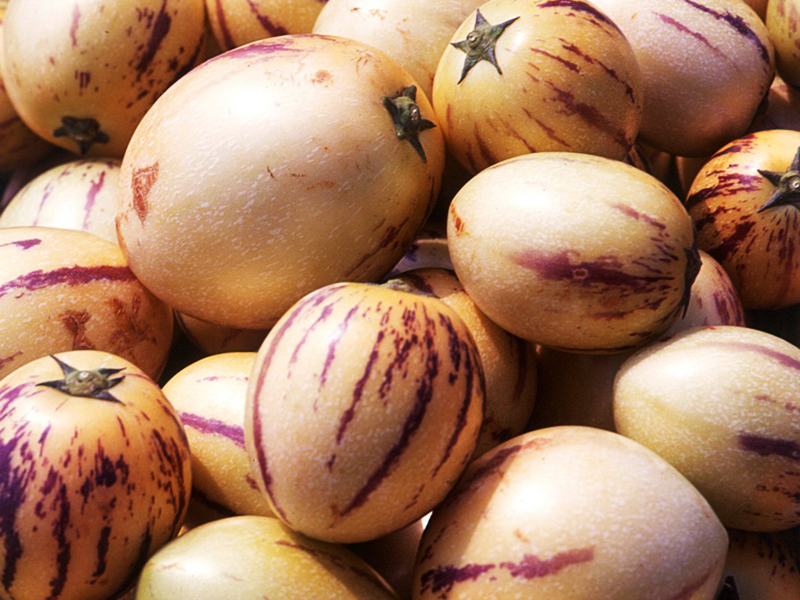 Pepino Melon