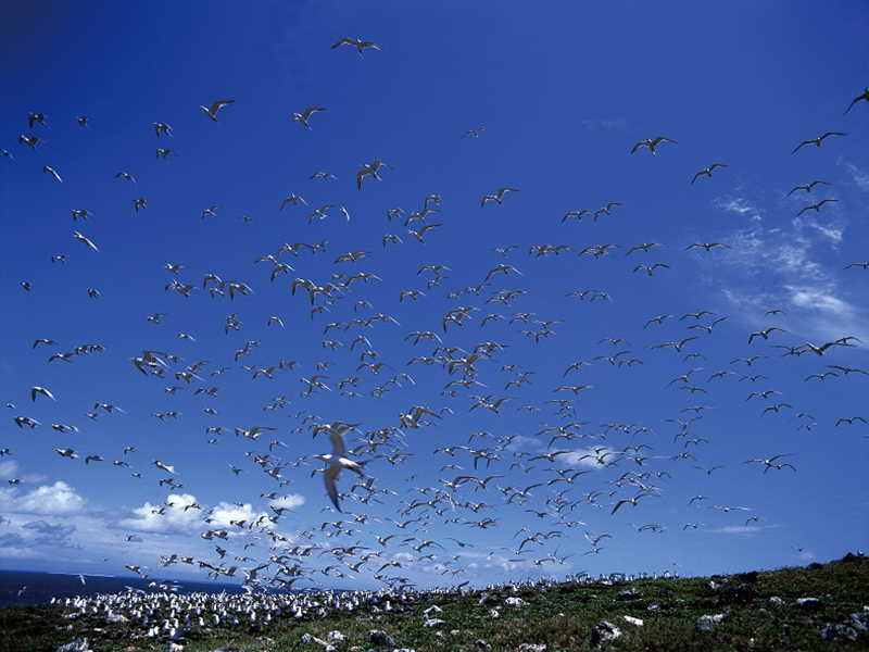 鳳頭燕鷗群 鳳頭燕鷗群