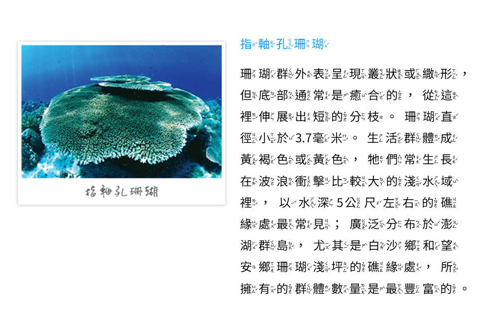 指軸孔珊瑚