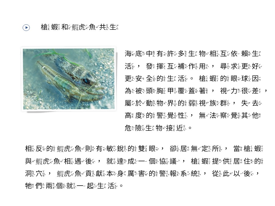 槍蝦和鰕虎魚共生