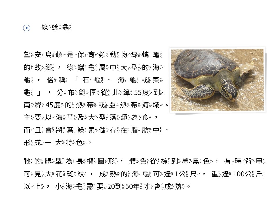 綠蠵龜