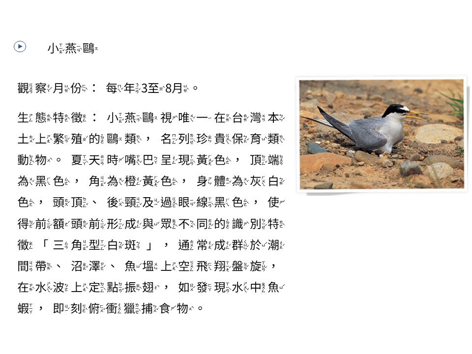 小燕鷗