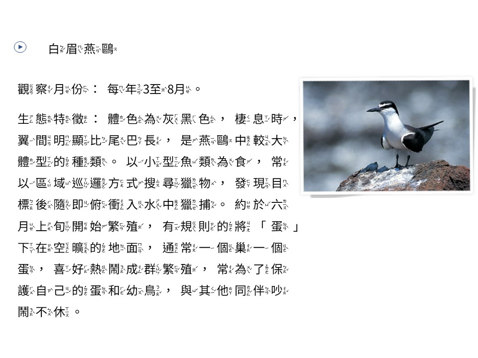白眉燕鷗
