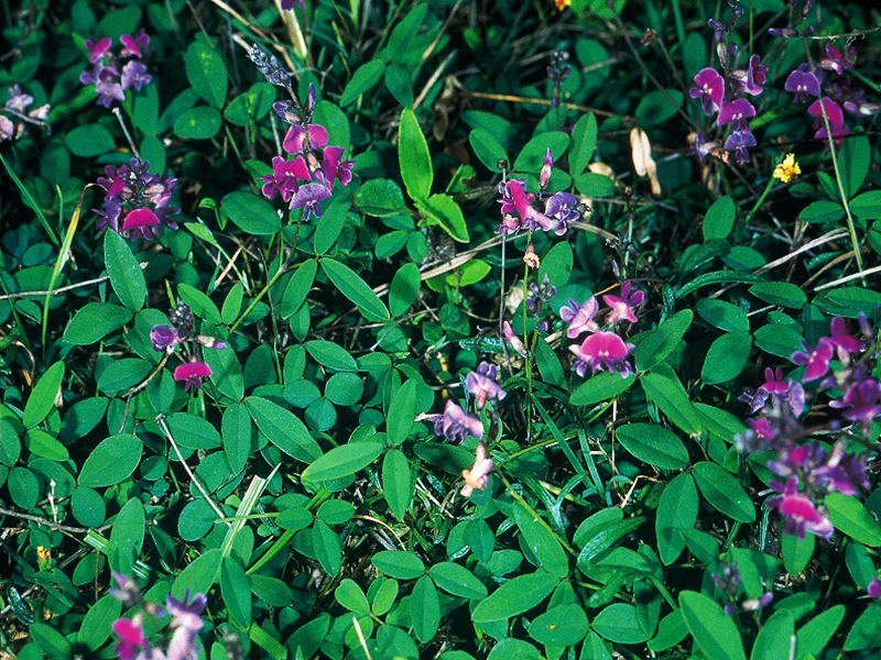Penghu soybean