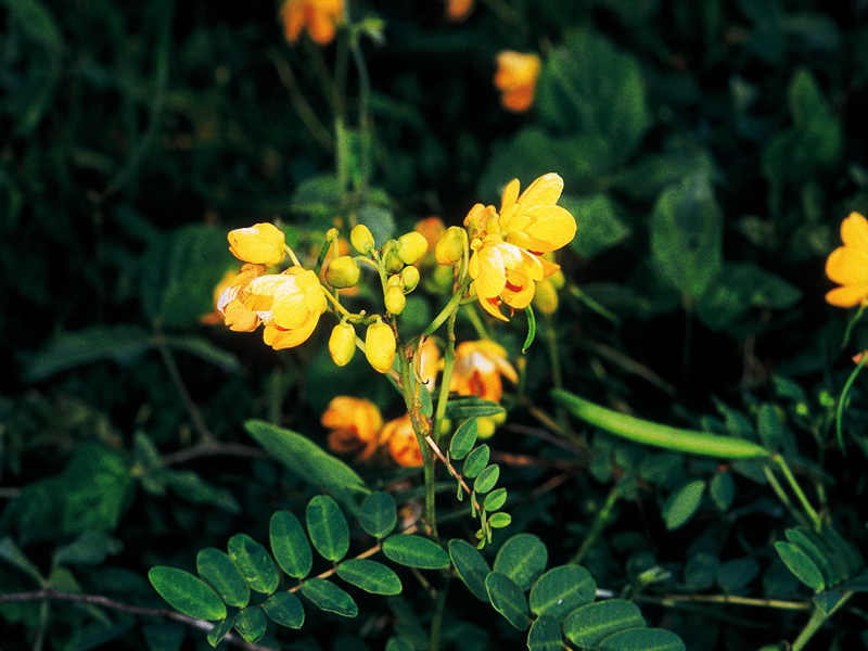 Penghu sickle pod