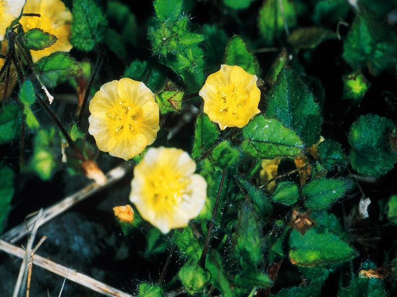 Penghu Sida veronicifolia