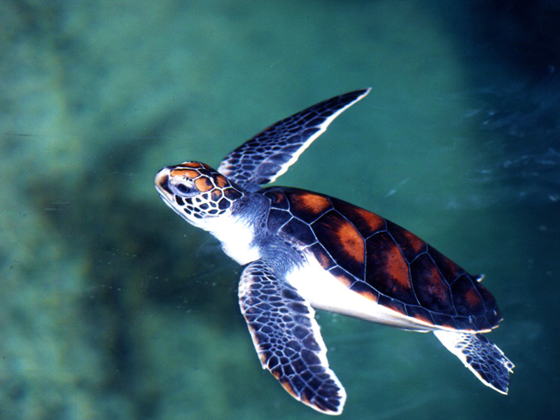 Sea Green Turtle