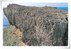 殼灰岩(Coquina) 殼灰岩(Coquina)