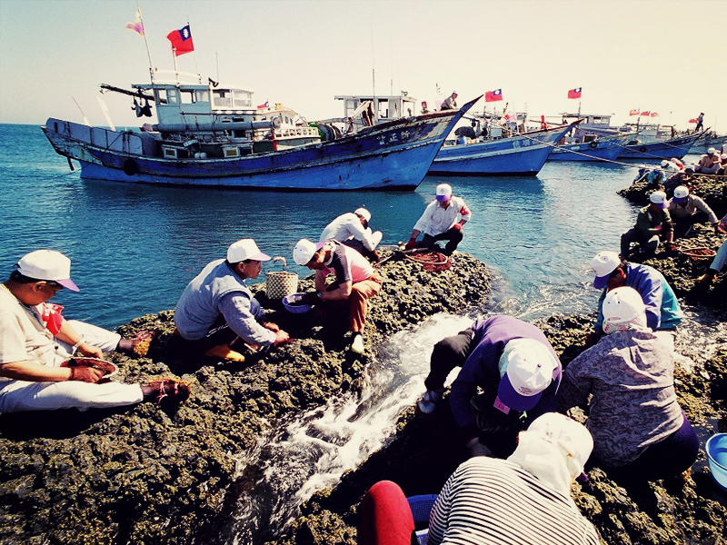 姑婆嶼採收紫菜