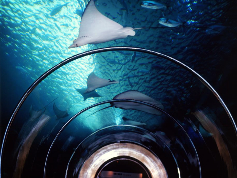 澎湖水族館 澎湖水族館